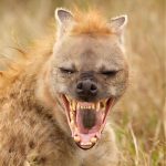 hyena-自由者联盟